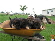 german shepherd puppy posted by LGILLESPIE