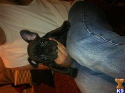 french bulldog puppy posted by LHulgan
