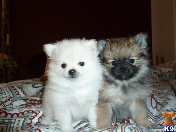 pomeranian puppies rochester ny pomeranian puppies for sale in new york pomeranian puppies rochester ny pomeranian puppies for sale in new york