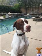 Lucky available German Shorthaired Pointer puppy located in Los Angeles