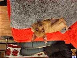 chihuahua puppy posted by LMA