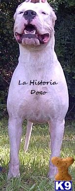 dogo argentino puppy posted by LaHistoria