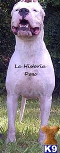 dogo argentino puppy posted by LaHistoria