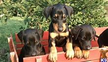 doberman pinscher puppy posted by Labaron