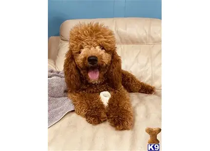Tigger available Poodle puppy located in Spring