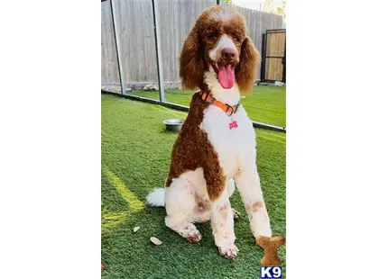 Sir Lancelot - Available for stud service available Poodle puppy located in Spring