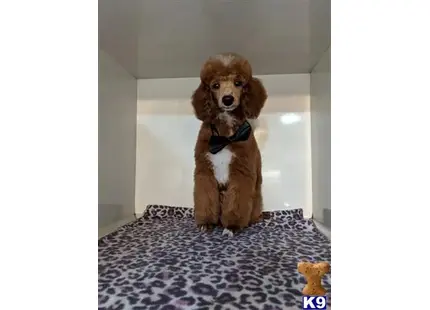 Senor Tabasco Red Hot Chili Pepper I Guarantee his stud service available Poodle puppy located in Spring