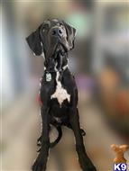 great dane puppy posted by Labradorslodge