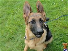 german shepherd puppy posted by Lada