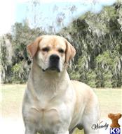 Labrador Retriever