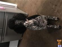 Lucky available Poodle puppy located in MANTACHIE