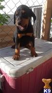 doberman pinscher puppy posted by Lalirocks