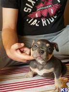 american bully puppy posted by Lampros181