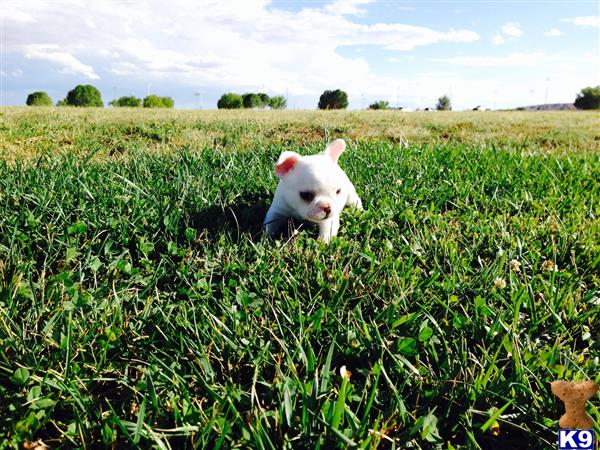 LandOfEnchantmentFrenchies Picture 1