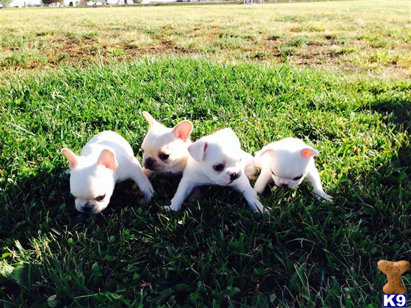 LandOfEnchantmentFrenchies Picture 3