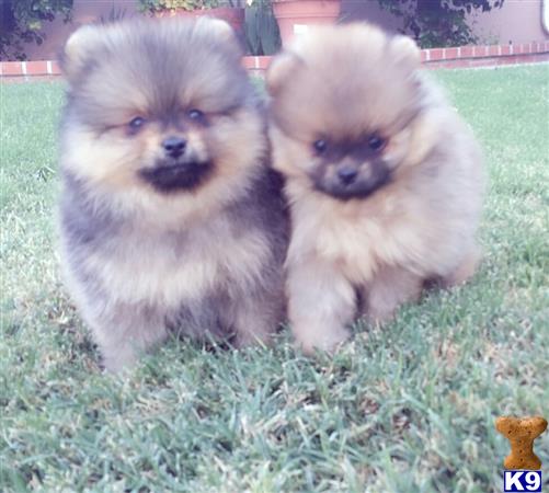 pomeranian puppy posted by Lauracreations