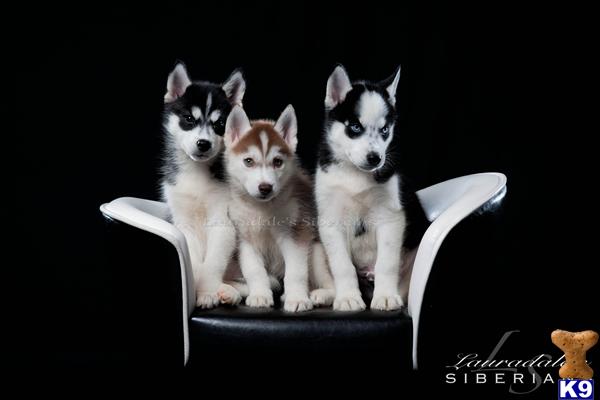 siberian husky puppy posted by Lauradale