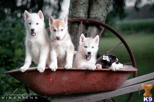 siberian husky puppy posted by Lauradale