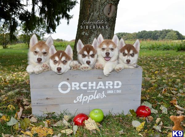 siberian husky puppy posted by Lauradale