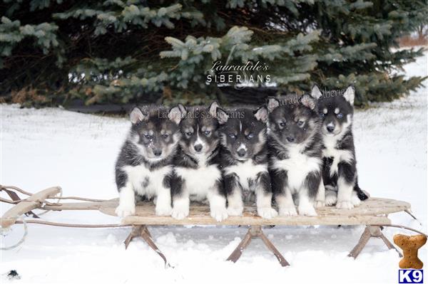 siberian husky puppy posted by Lauradale