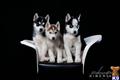 siberian husky puppy posted by Lauradale