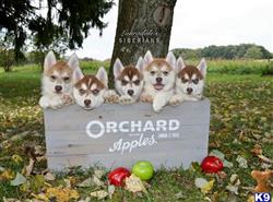 siberian husky puppy posted by Lauradale