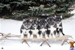 siberian husky puppy posted by Lauradale
