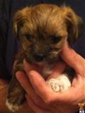 yorkshire terrier puppy posted by Laurie517