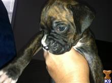 boxer puppy posted by Laurie73