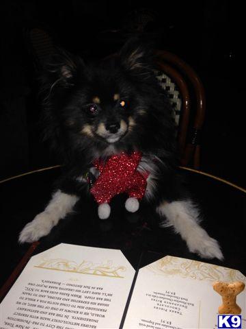 pomeranian stud fee pomeranian stud tux 5 years pomeranian stud fee pomeranian stud tux 5 years