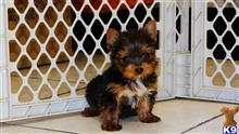 yorkshire terrier puppy posted by Lee123