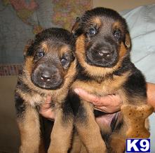 german shepherd puppy posted by Lenga
