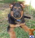 german shepherd puppy posted by Lenga