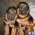 german shepherd puppy posted by Lenga