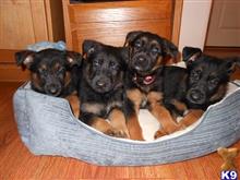 german shepherd puppy posted by Lenga