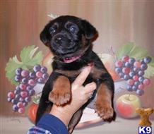 german shepherd puppy posted by Lenga
