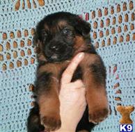 german shepherd puppy posted by Lenga