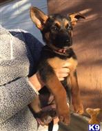 german shepherd puppy posted by Lenga