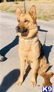 german shepherd puppy posted by Lenga