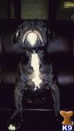 old english bulldog puppy posted by Leosalas111
