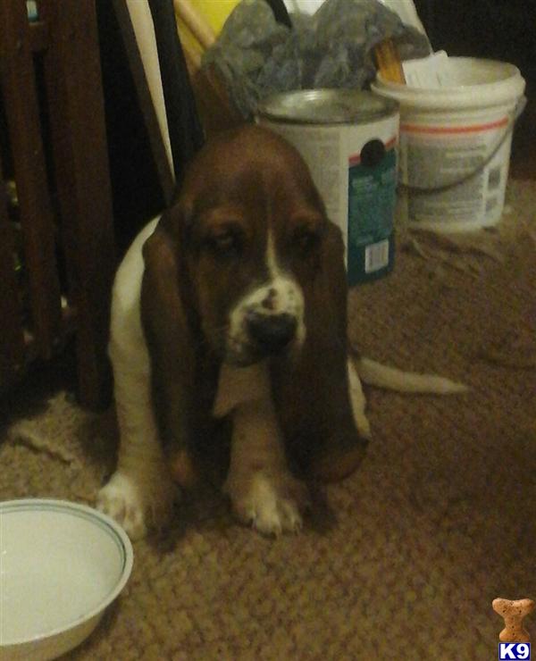 Basset Hound puppy for sale
