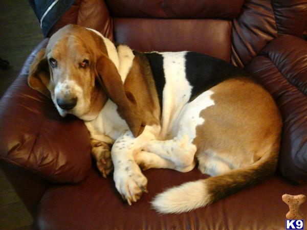 Basset Hound puppy for sale