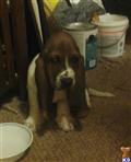 basset hound puppy posted by Leosublime