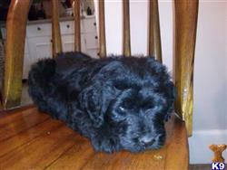 whoodle puppy posted by Lesha