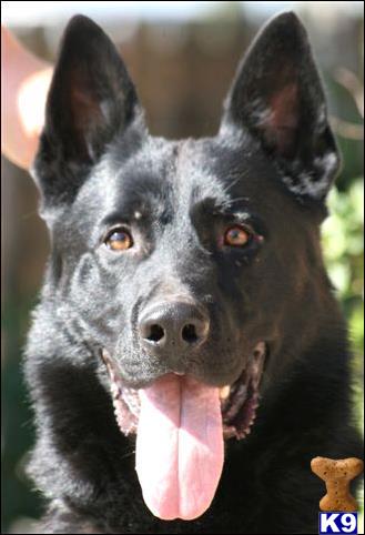 german shepherd puppies for sale in northern california german shepherd puppies for sale deblyns german shepherds breeds picture german shepherd puppies for sale in northern california german shepherd puppies for sale deblyns german shepherds breeds picture