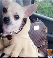 chihuahua puppy posted by LewisAndrew920