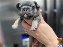 french bulldog puppy posted by LewisAndrew920