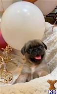pug puppy posted by LewisAndrew920