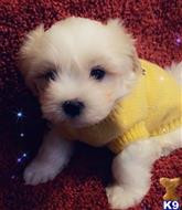 maltese puppy posted by Liam2021