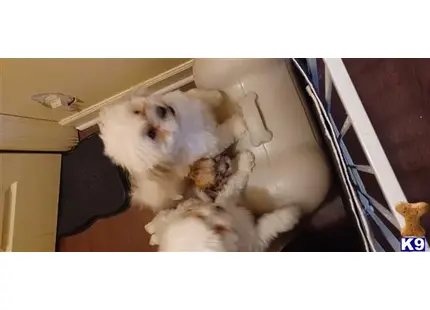 LIAM available Maltese puppy located in PORTSMOUTH